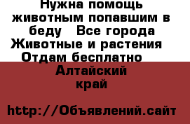 Нужна помощь животным попавшим в беду - Все города Животные и растения » Отдам бесплатно   . Алтайский край